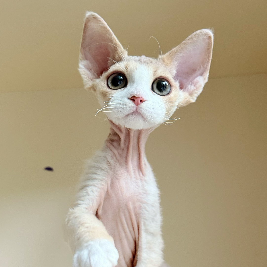 1️⃣7️⃣0️⃣繁育级长毛血大耳朵厚嘴套短脸乳白正八开脸满背德文弟