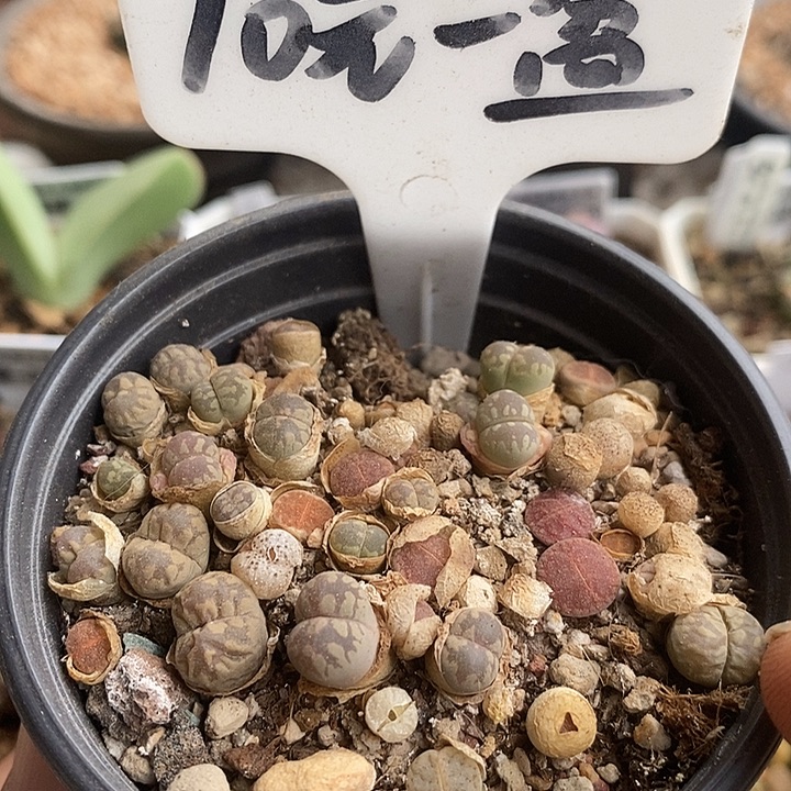 生石花组合带盆发货