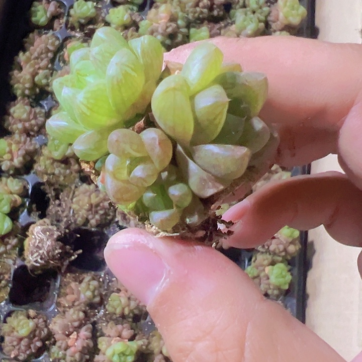 玉露精品多肉植物