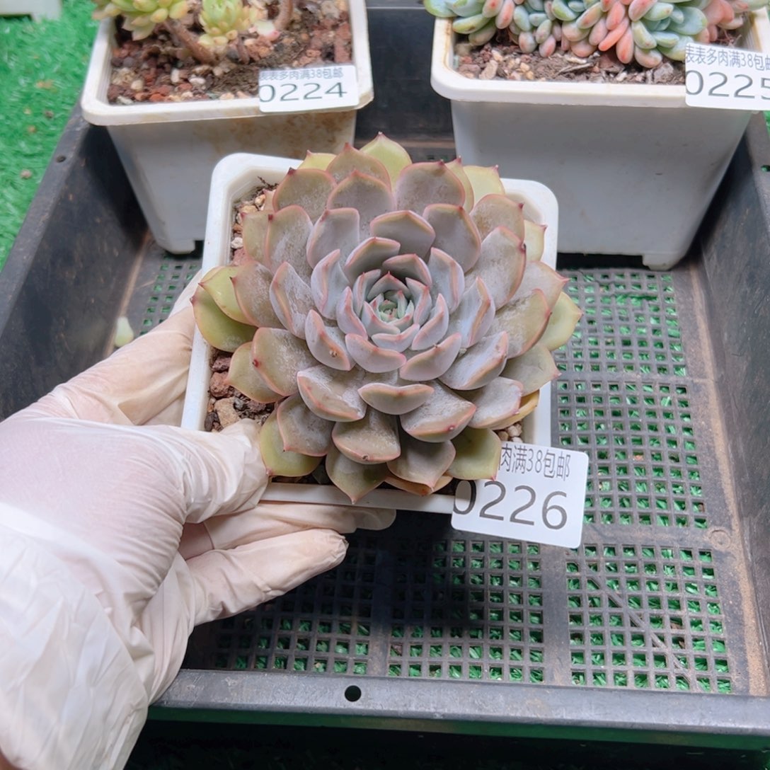 多肉一物一拍植物0226