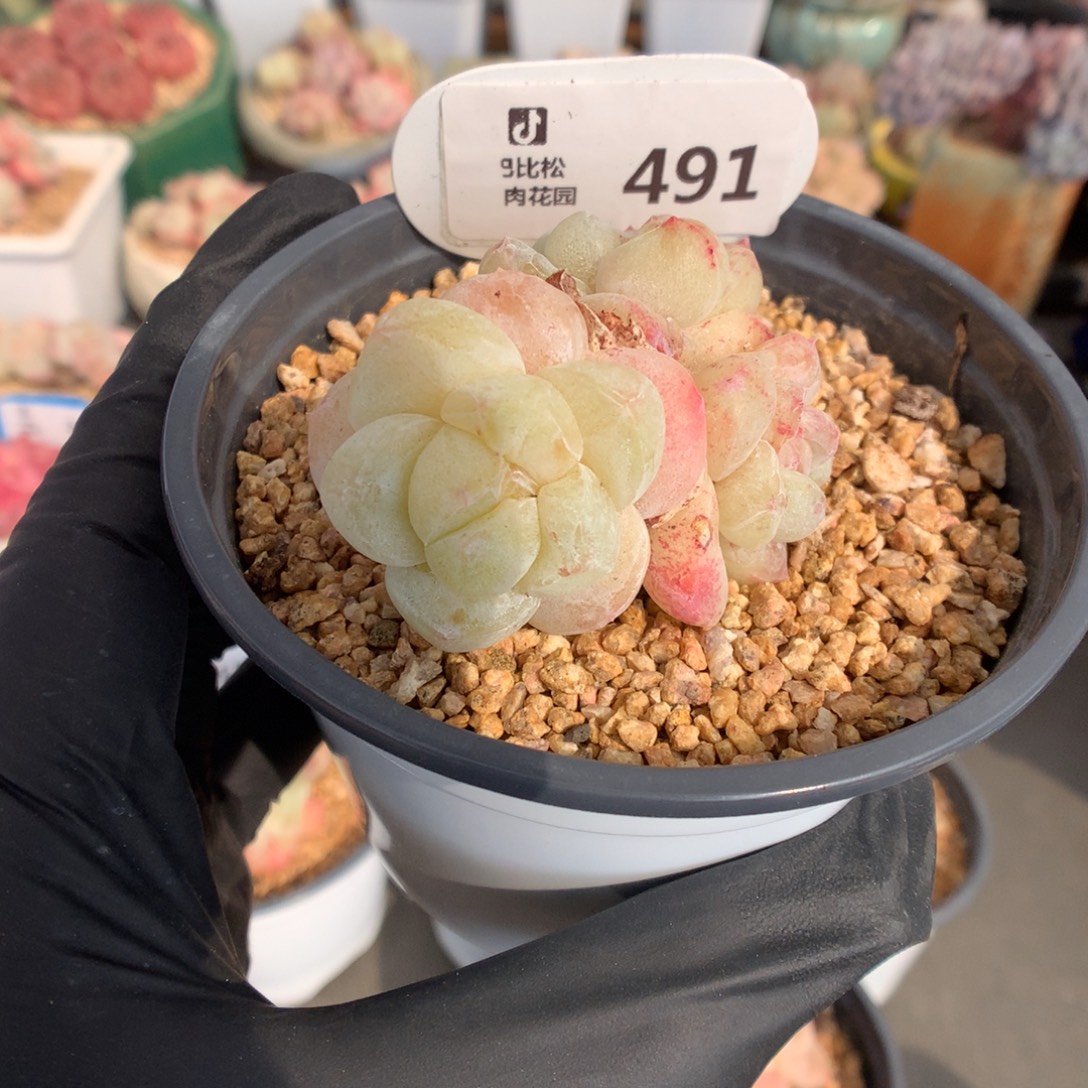 *****491 冰玉石化多肉