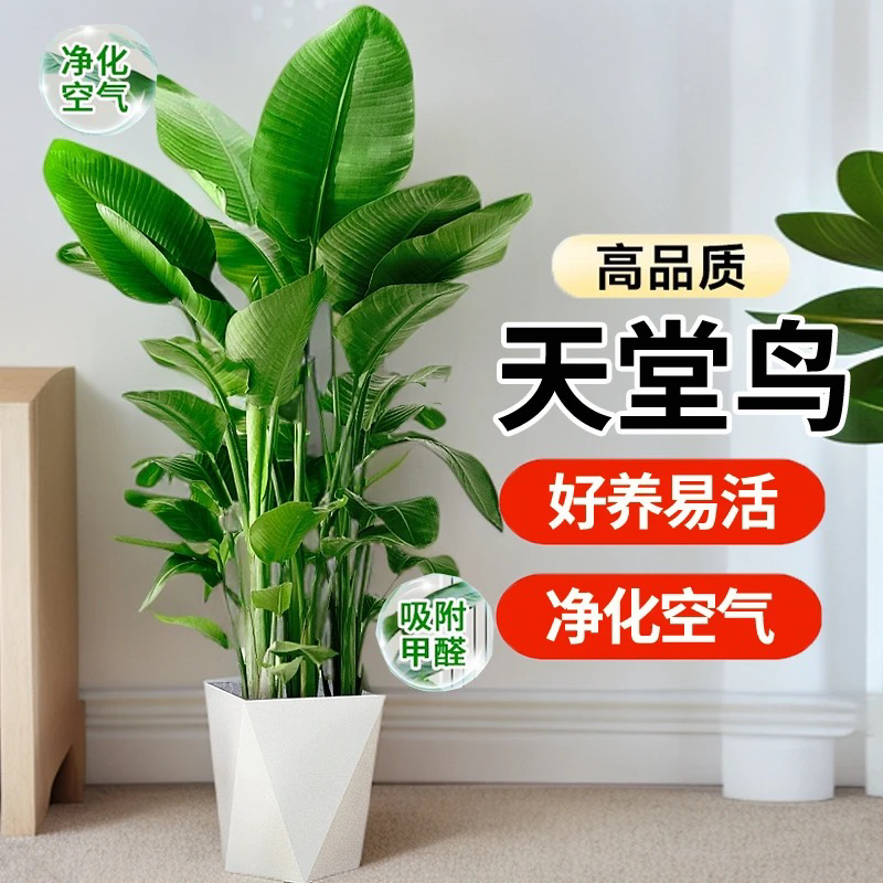 100-120CM天堂鸟盆栽室内大绿植好养活可净化空气