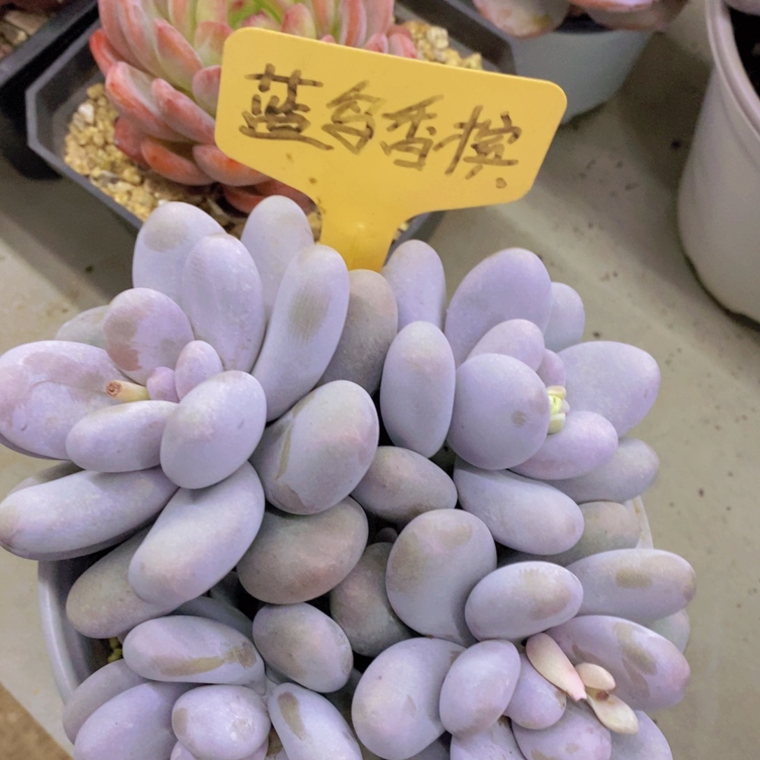 开心多肉，今天不对称，不包价