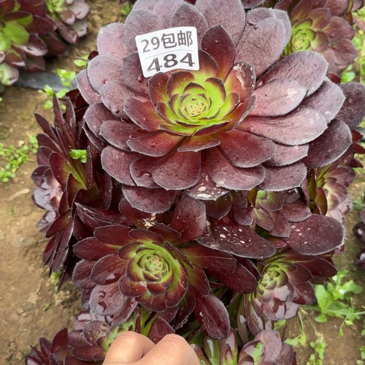 黑美人……多肉植物…… 