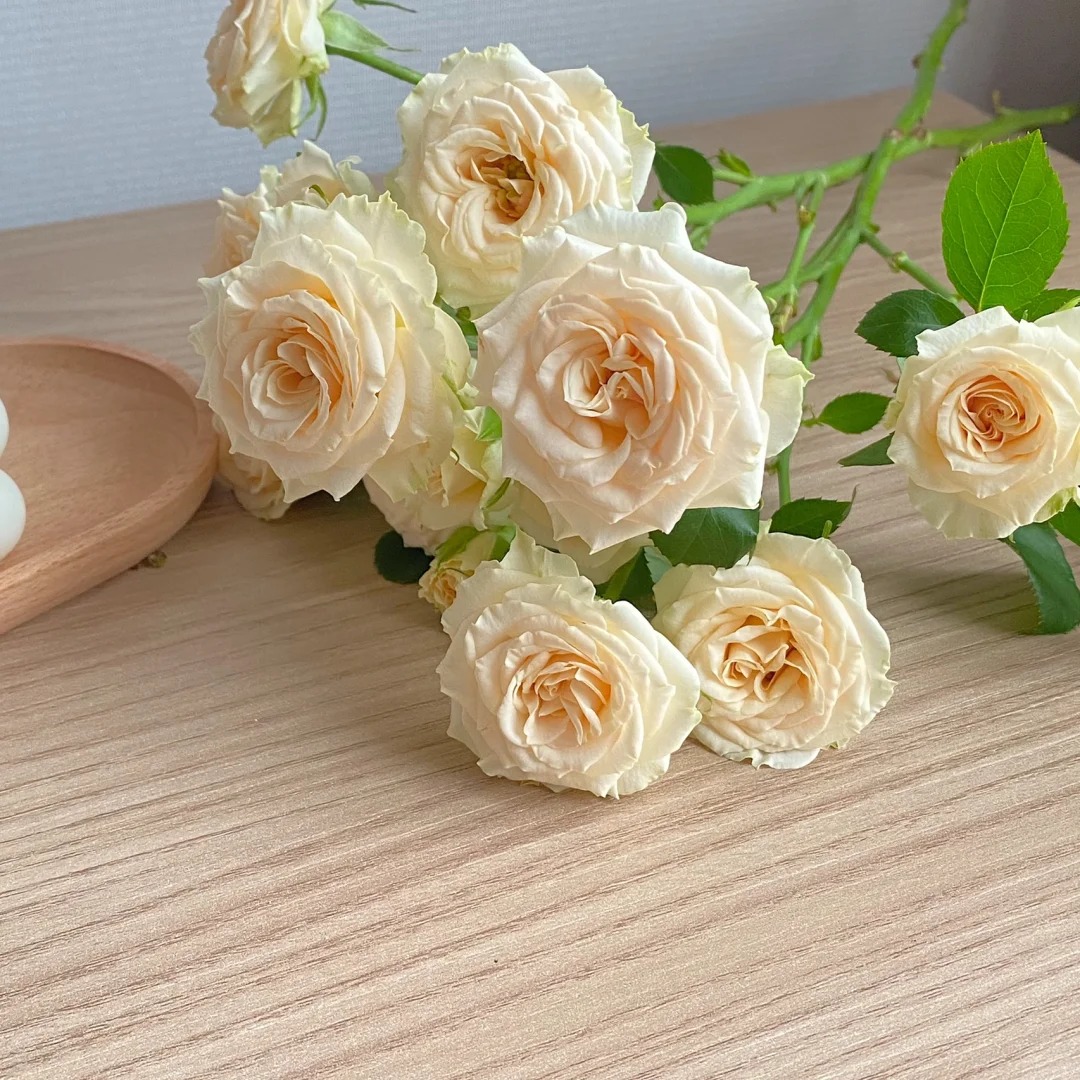 【和风】云南斗南基地现采现发品质和风多头玫瑰花