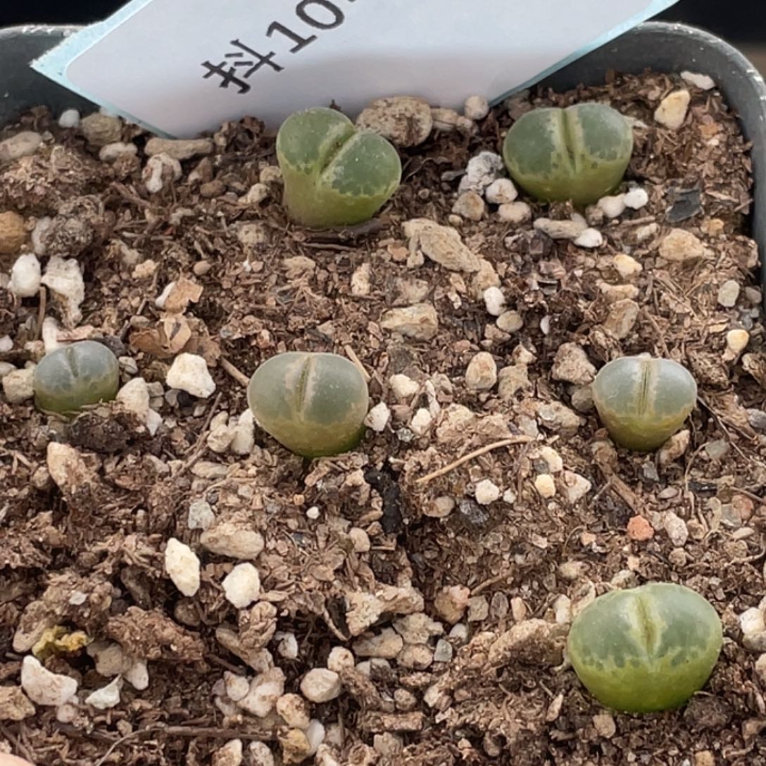 10-183风铃多肉植物