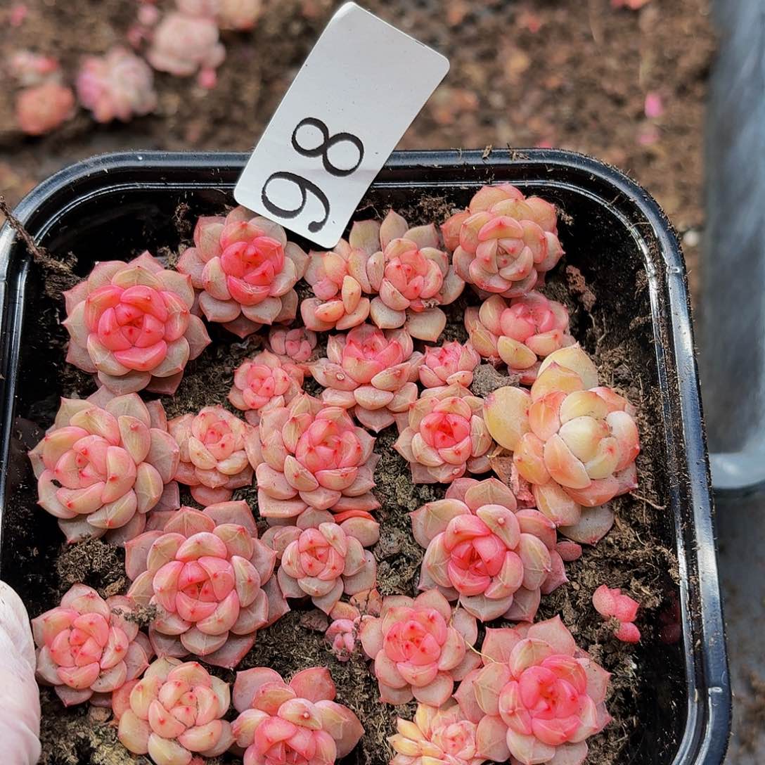 多肉植物多肉植物98