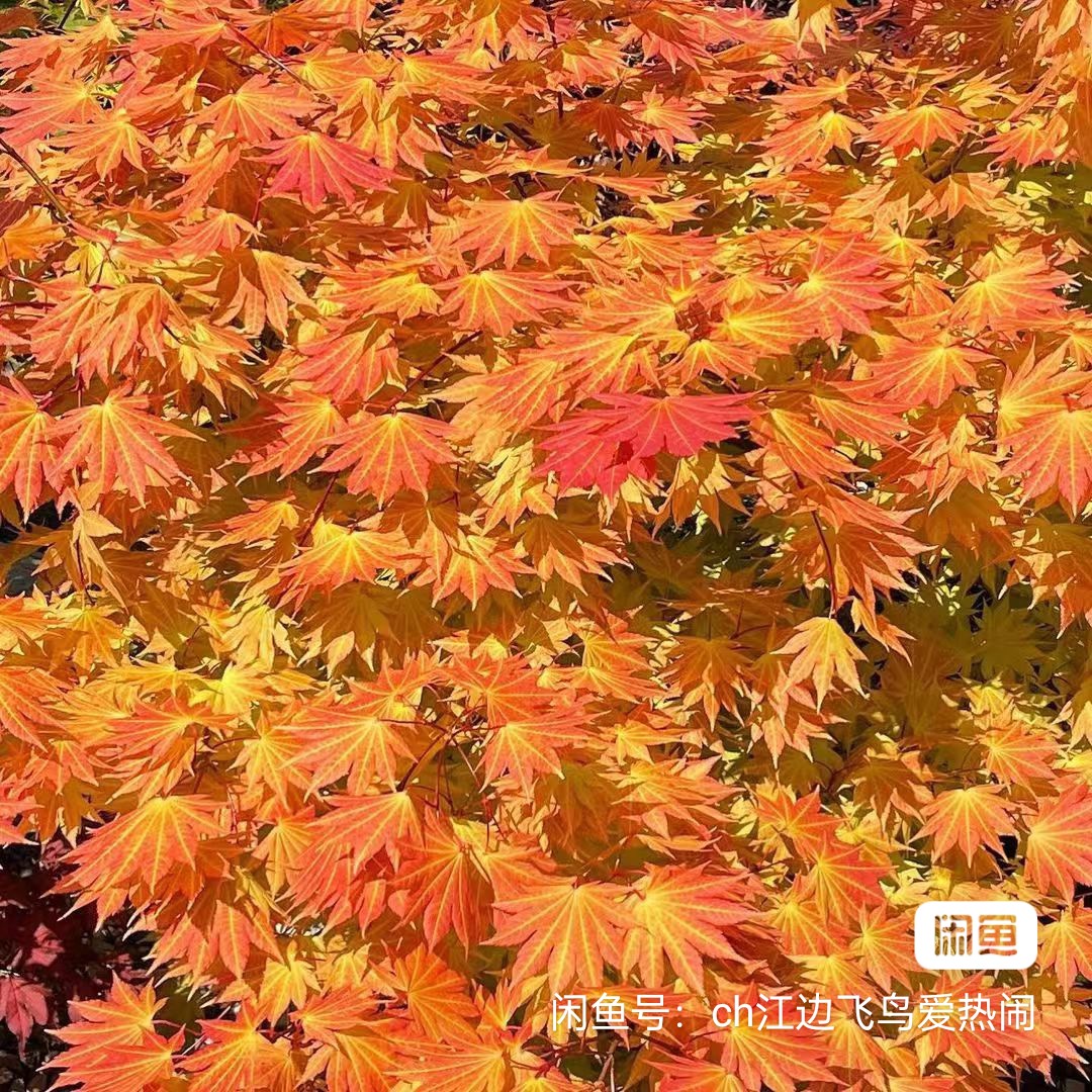 日本枫树，一物一拍