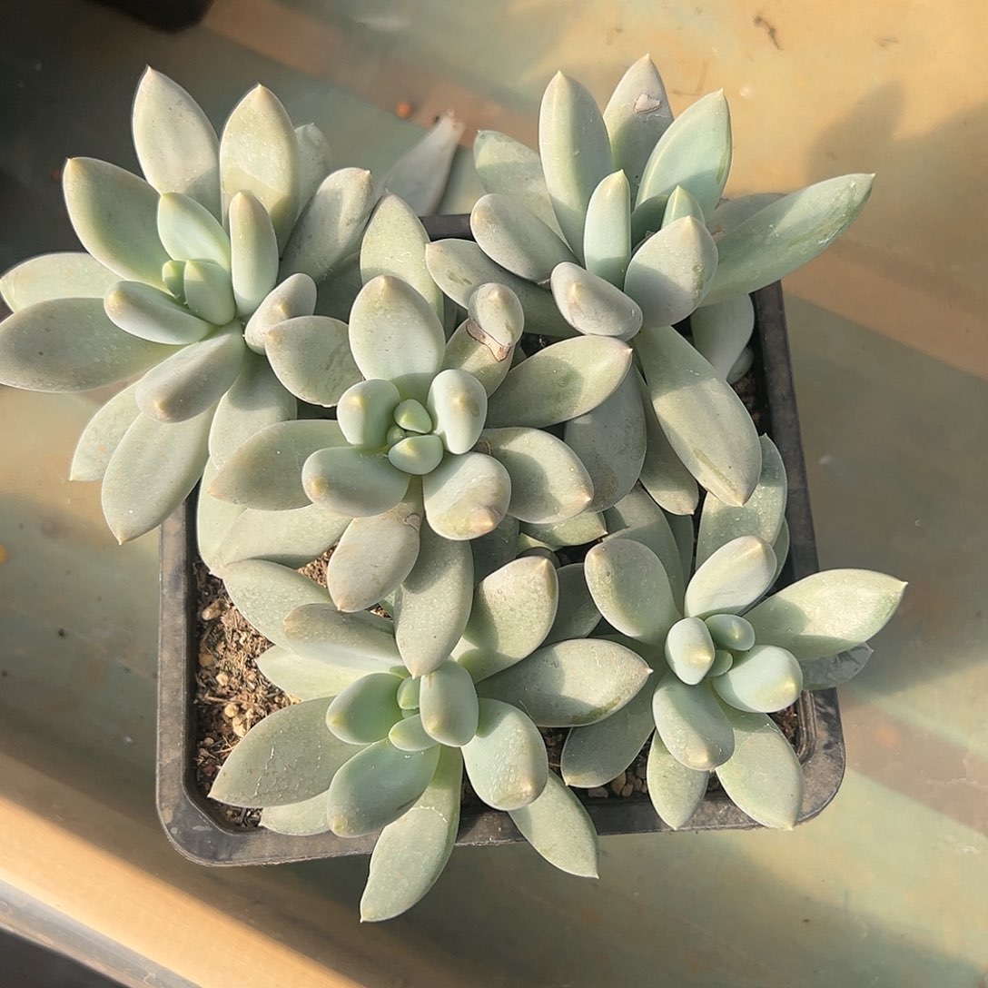 【闪购商品】手捧微瑕