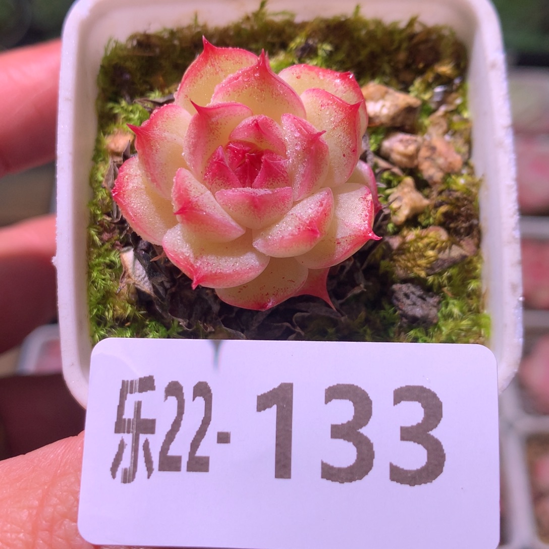 乐然22-133 海王 