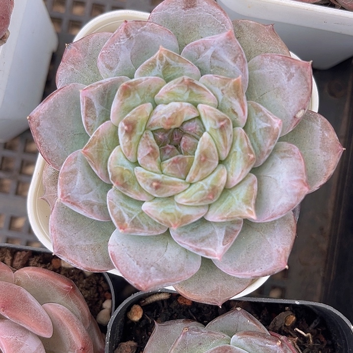 珍妮0753多肉植物