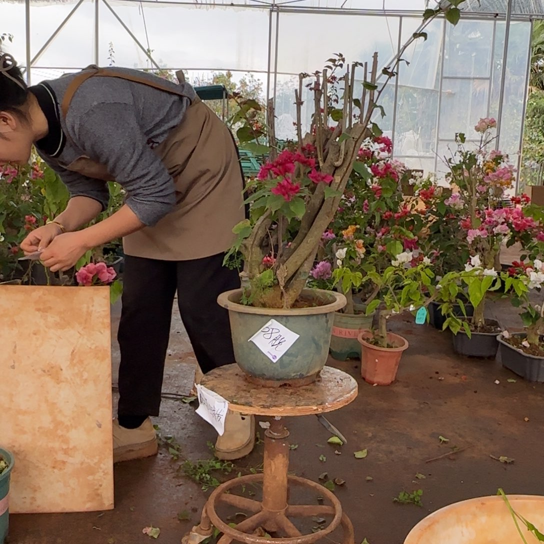 大部分花苞少量开放重瓣玫红 108脱