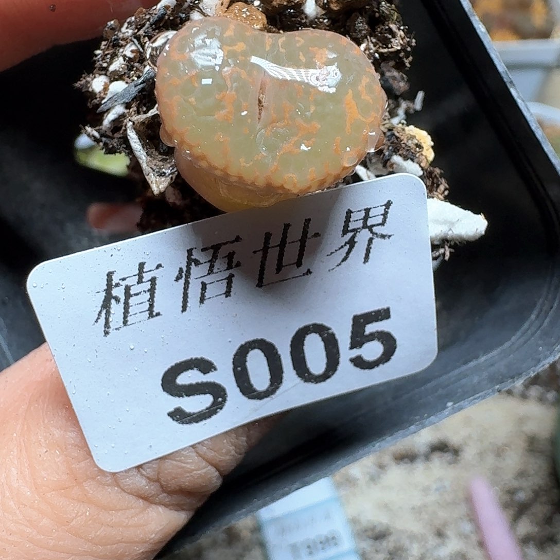 005盒多肉植物哇f g