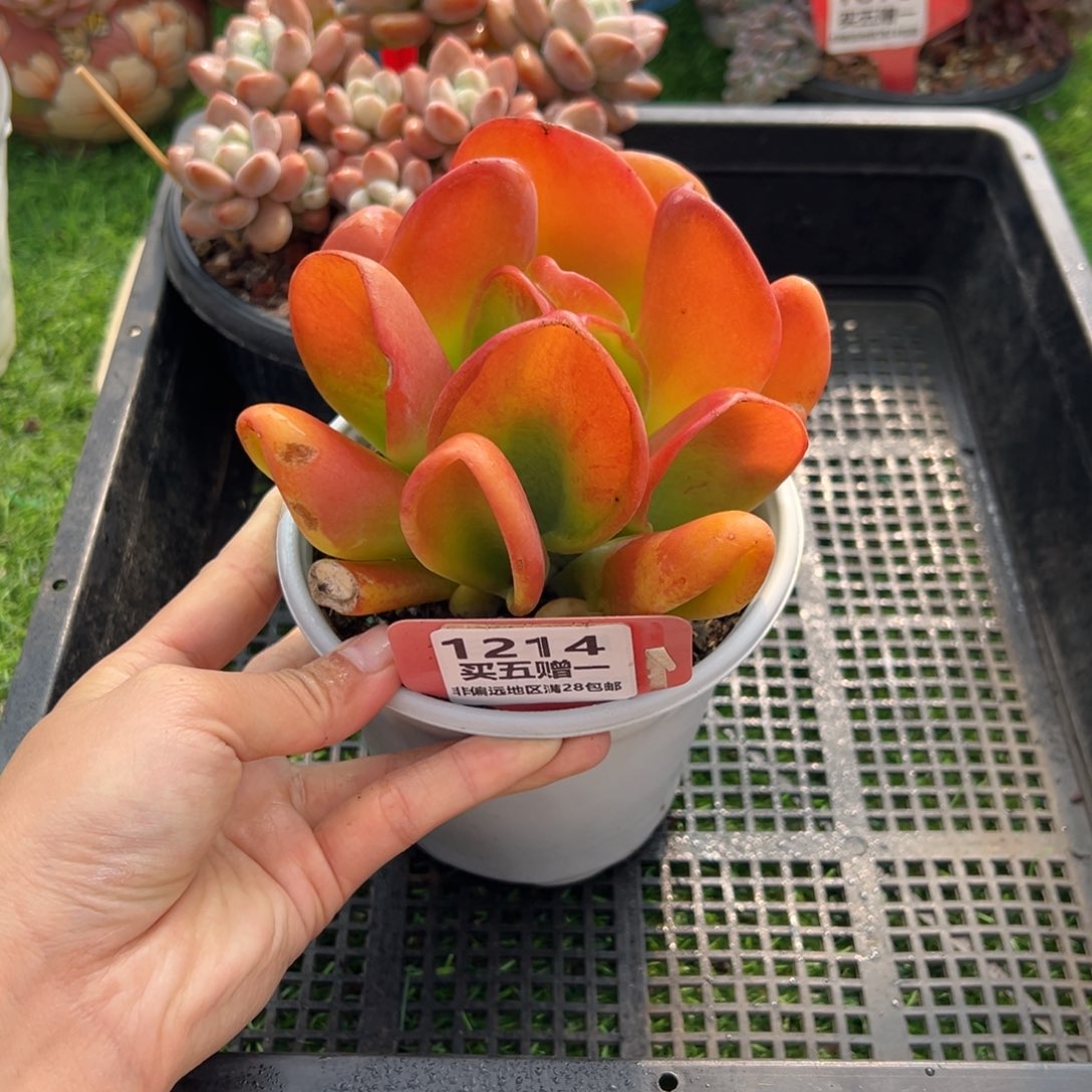 表妹精品多肉1214.