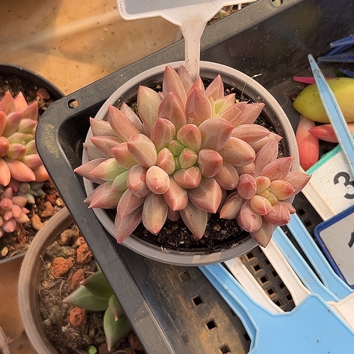 多肉植物水晶球614