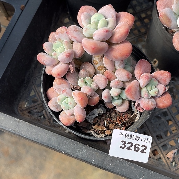 阿雅园艺。     3262洛神