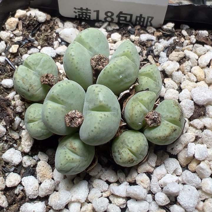 【闪购商品】 946。