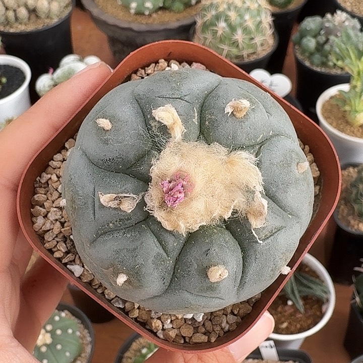 小海鲜仙人球12345