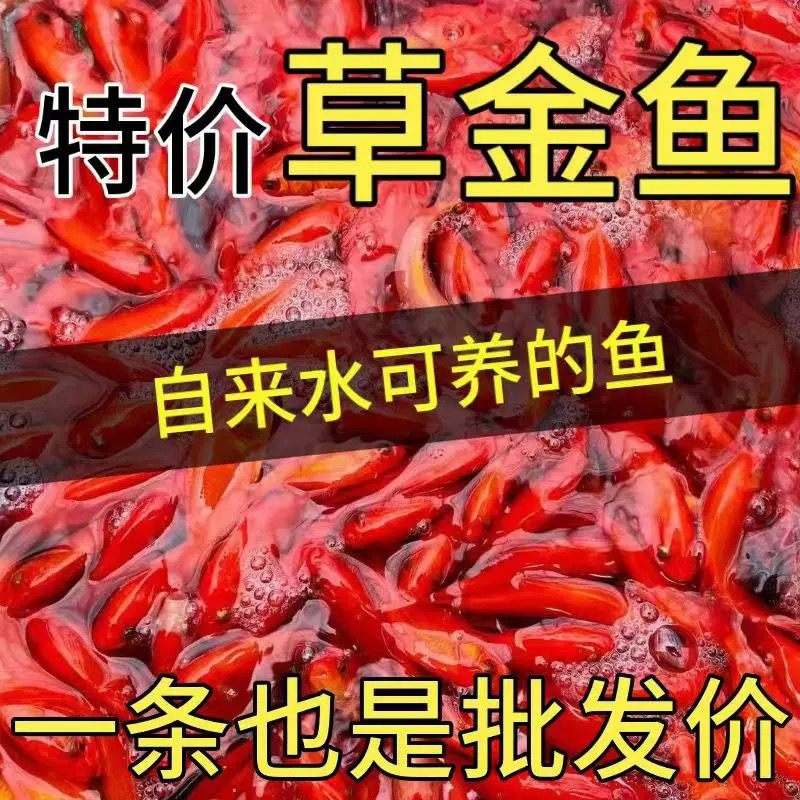 35条红金鱼 新手冷水观赏鱼 耐活好养全国包邮 皮实耐造
