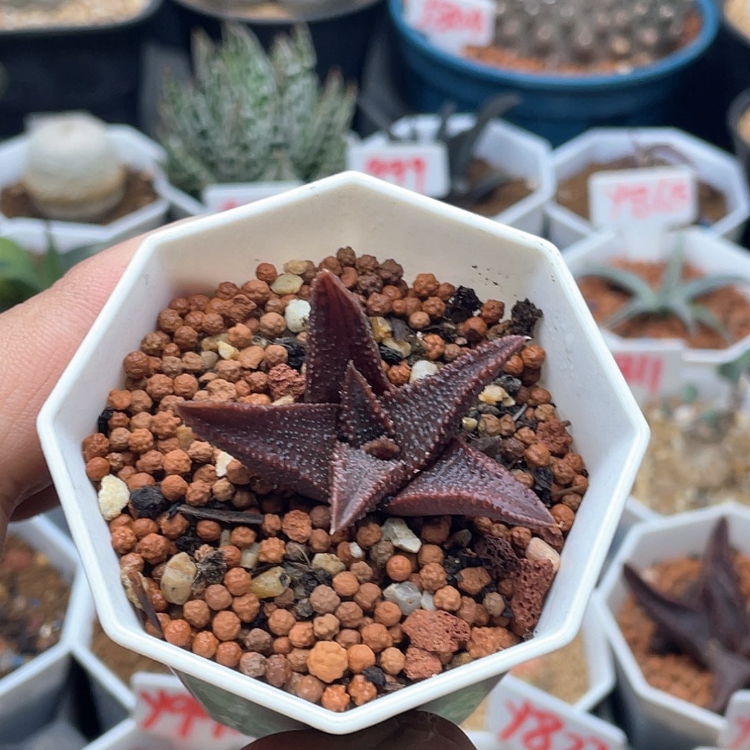 实生黑王寿 致远多肉