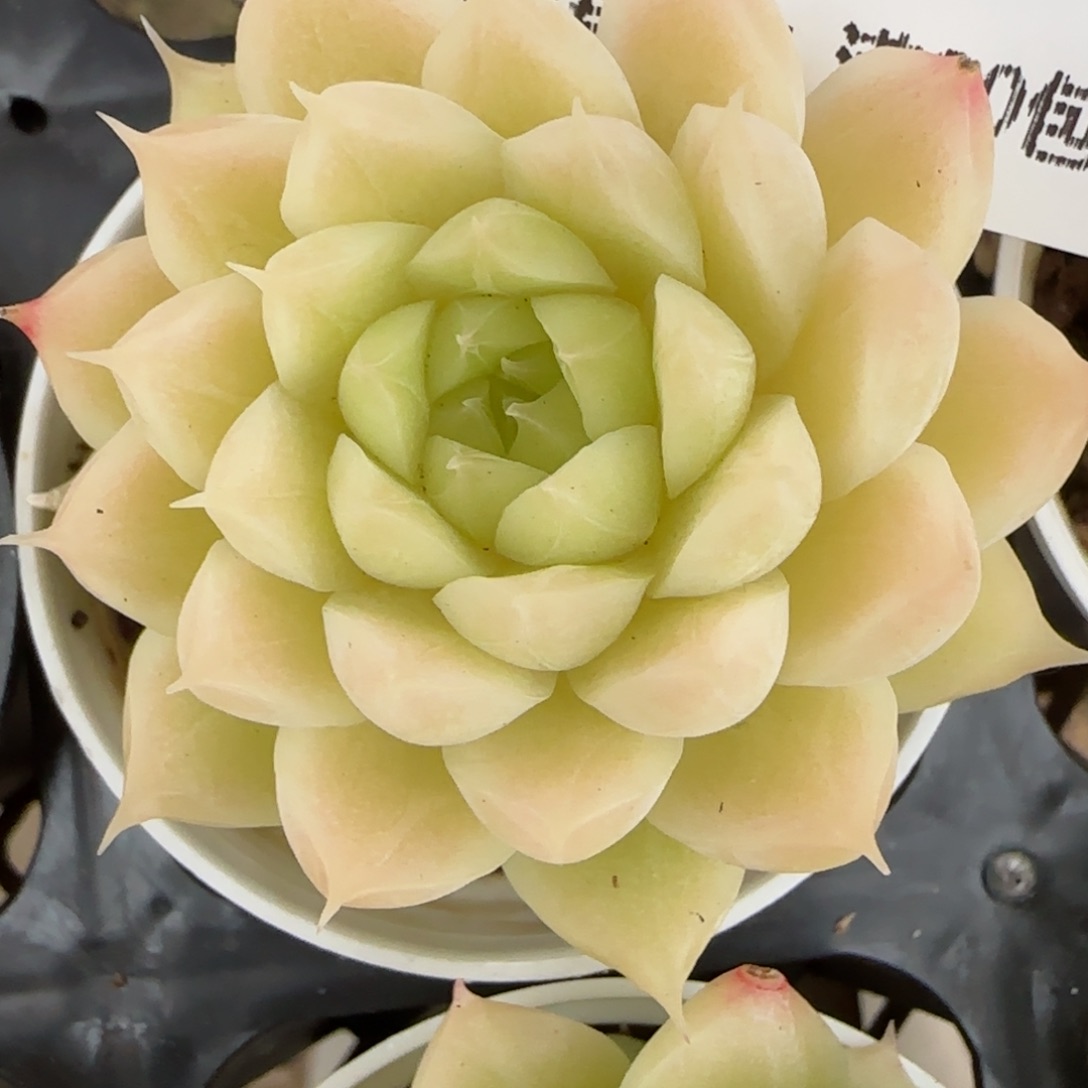 花语逸镜0203-420