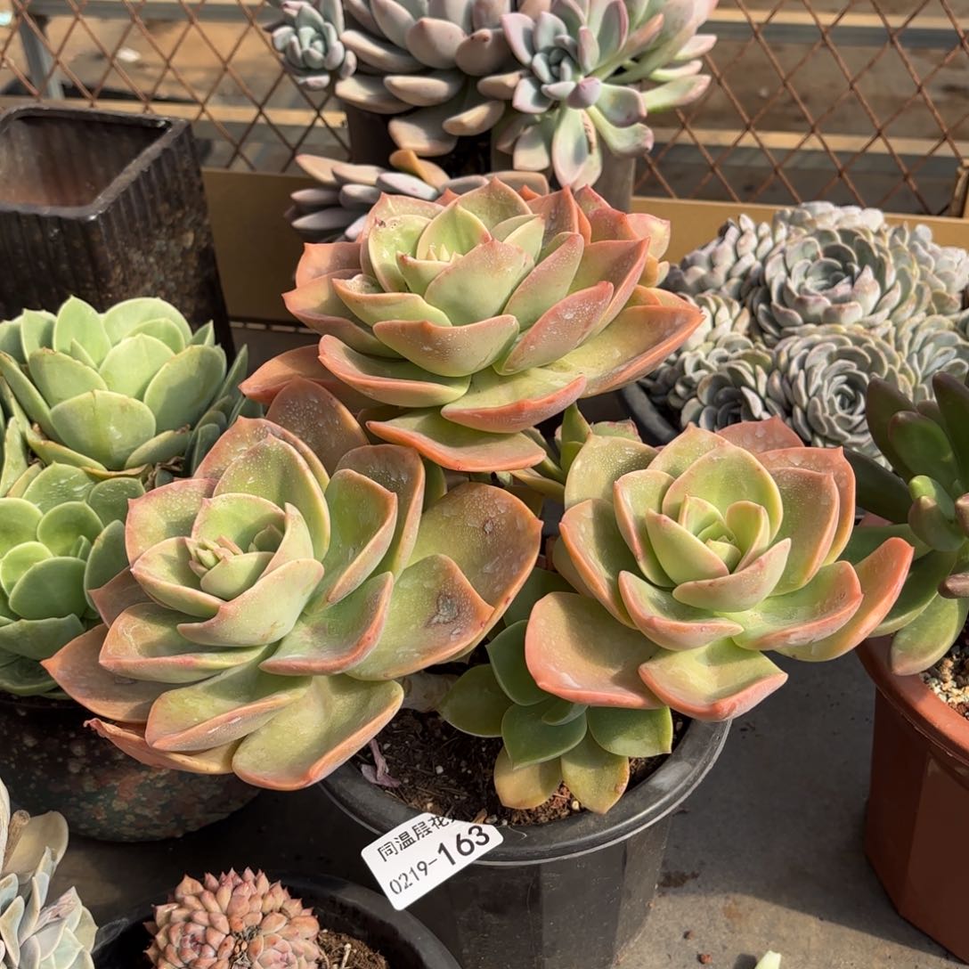 同温层多肉赫氏163