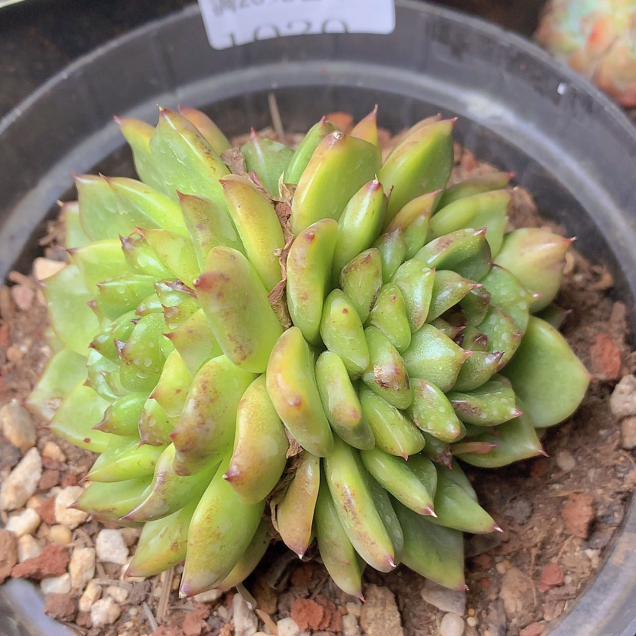 【闪购商品】云1020号