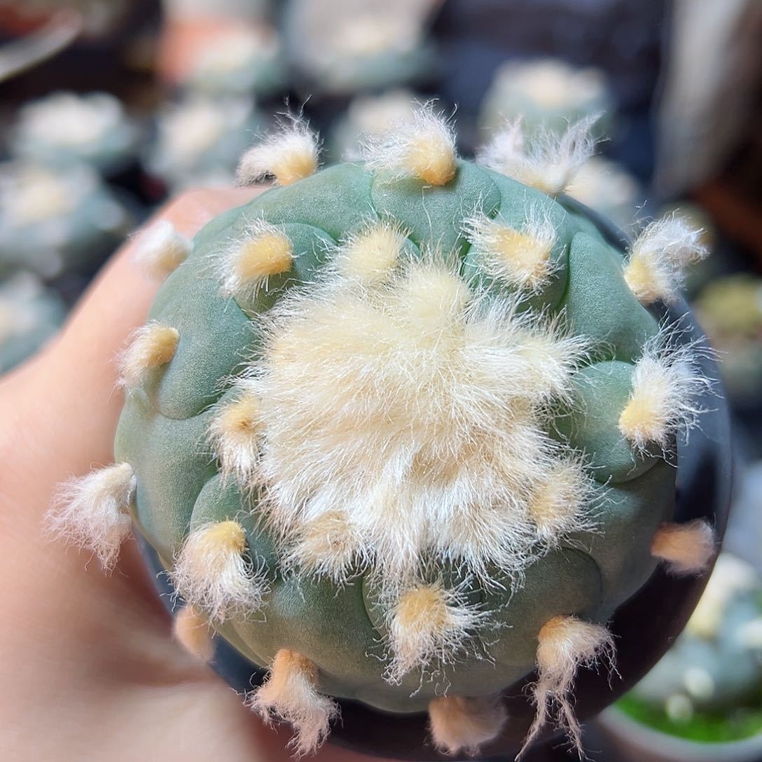 晚2号实生长毛云海翠6.3公分