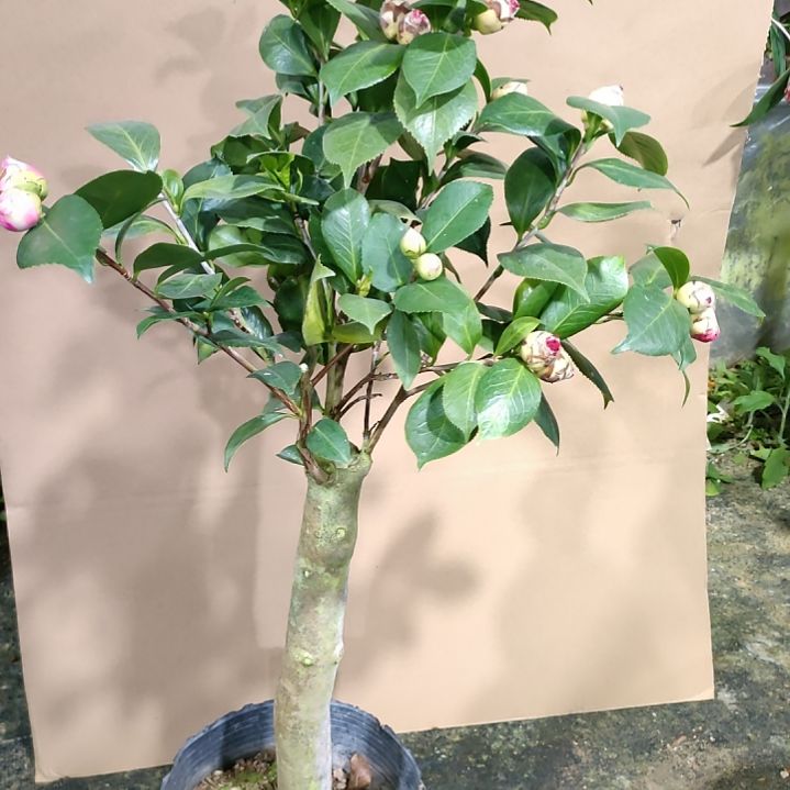 657海伦，原盆原土发货