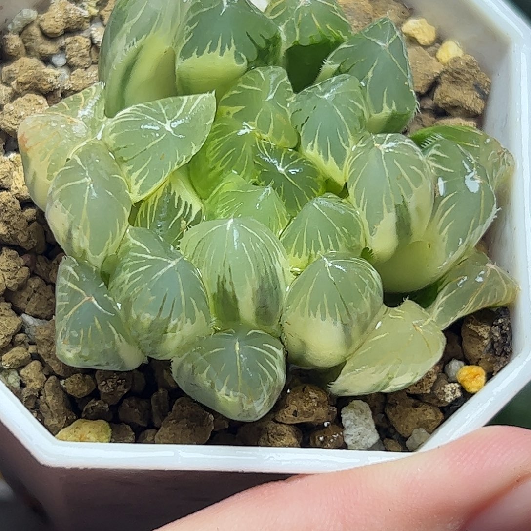 夏沫糊斑母本十二卷