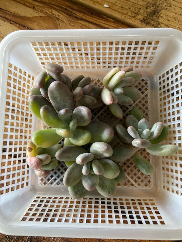 奶酪锦头盖（福利）