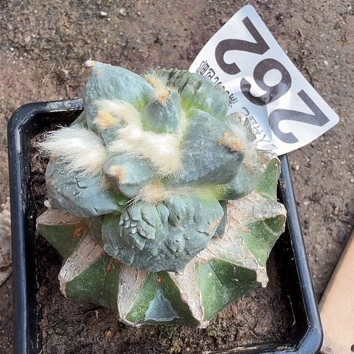 无花朵262白肌大尤怒东三