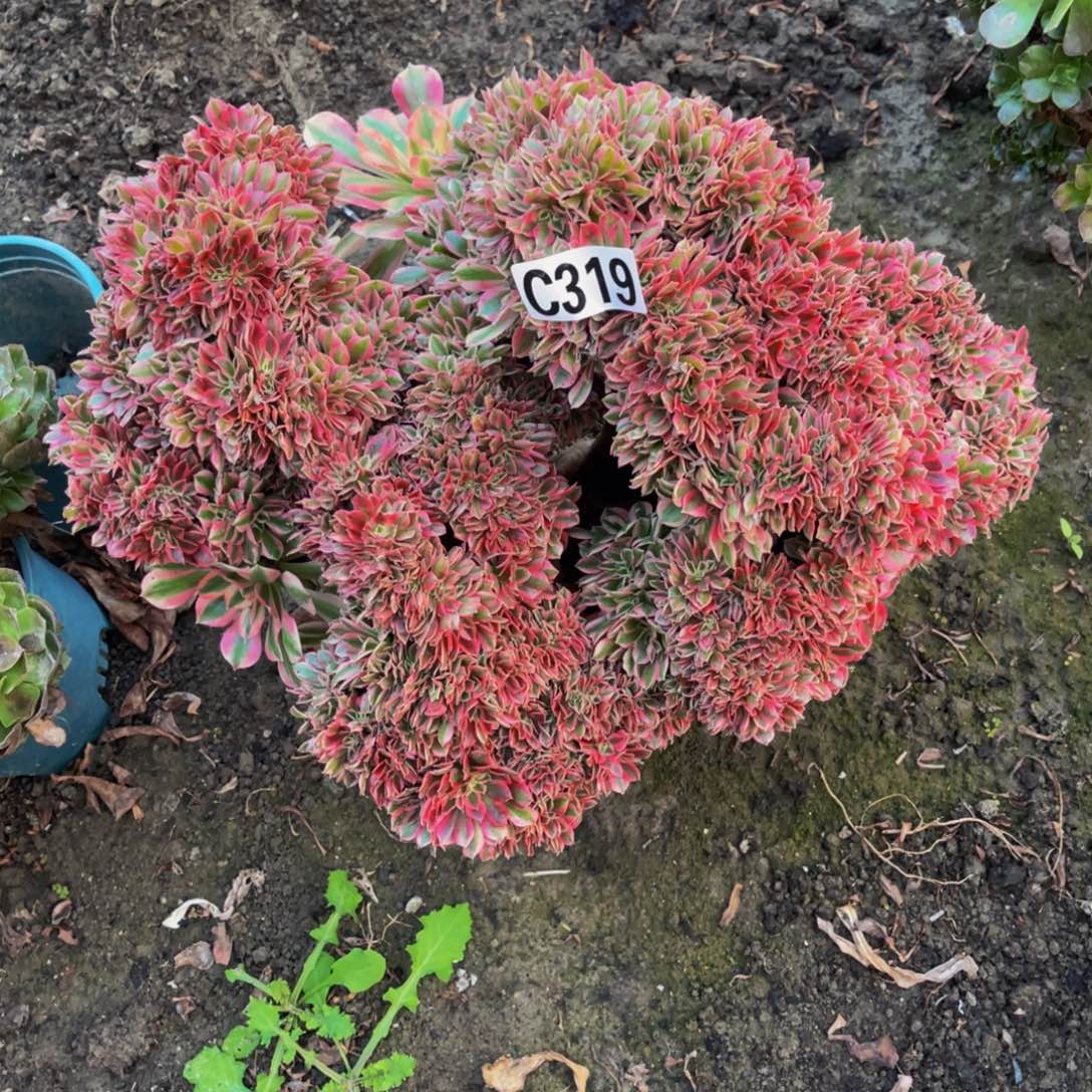 女巫法师16-45包邮