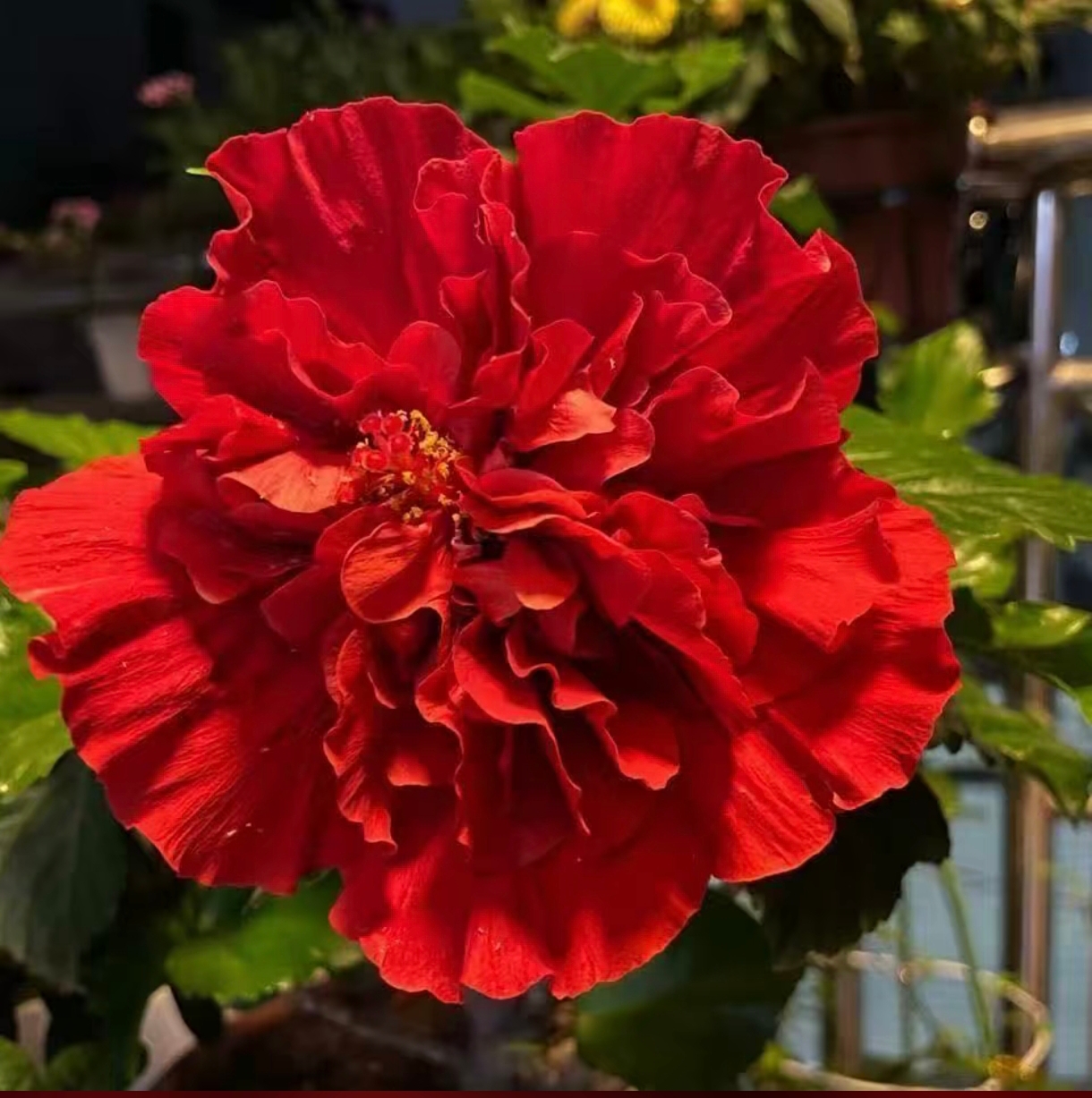 重瓣木槿花 盆栽地栽 南北方均可种植