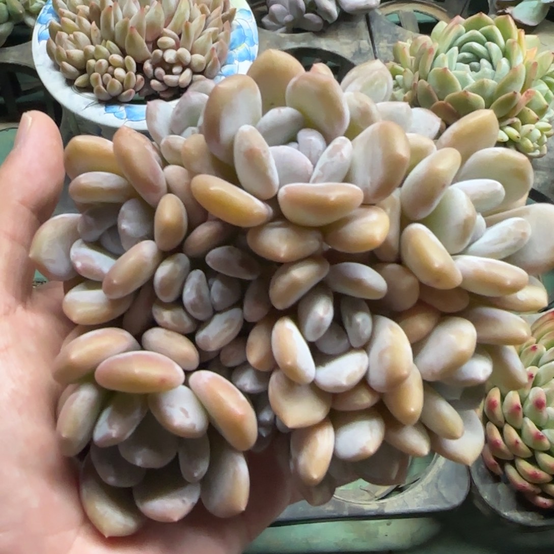 米雪，发货点延迟1111