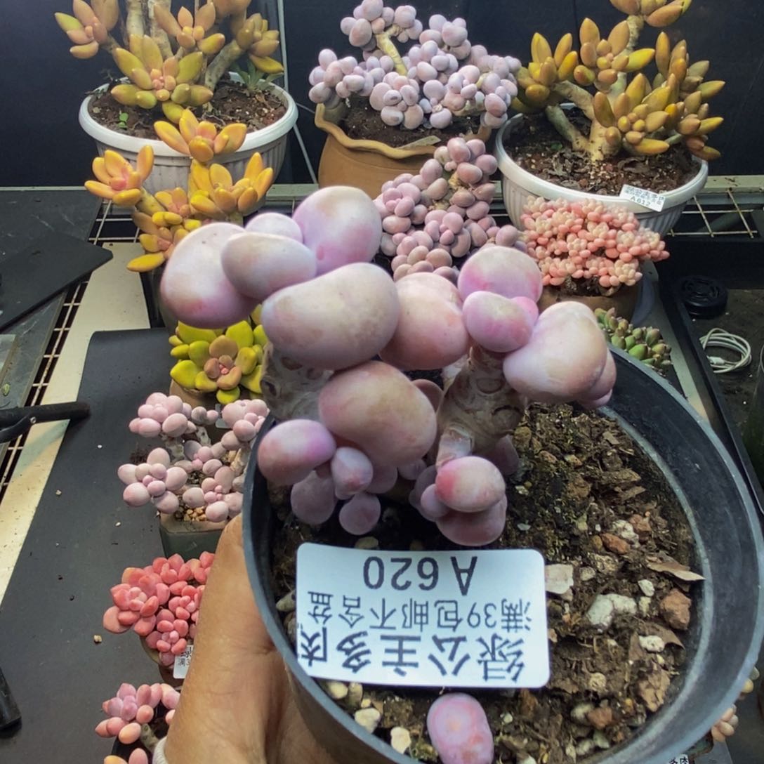 620腰子洛神多肉有撑头