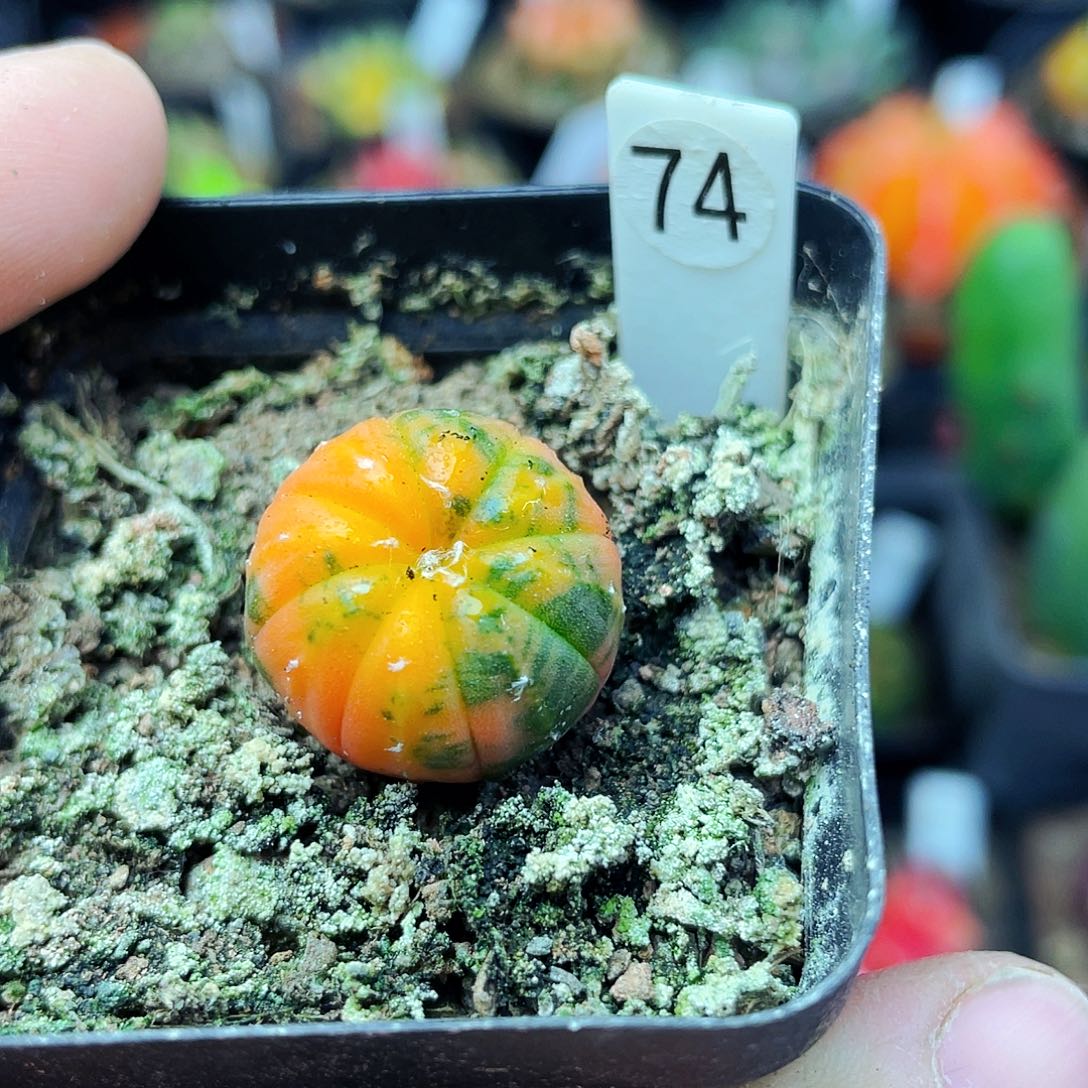 非偏远地区满25包邮仙人球