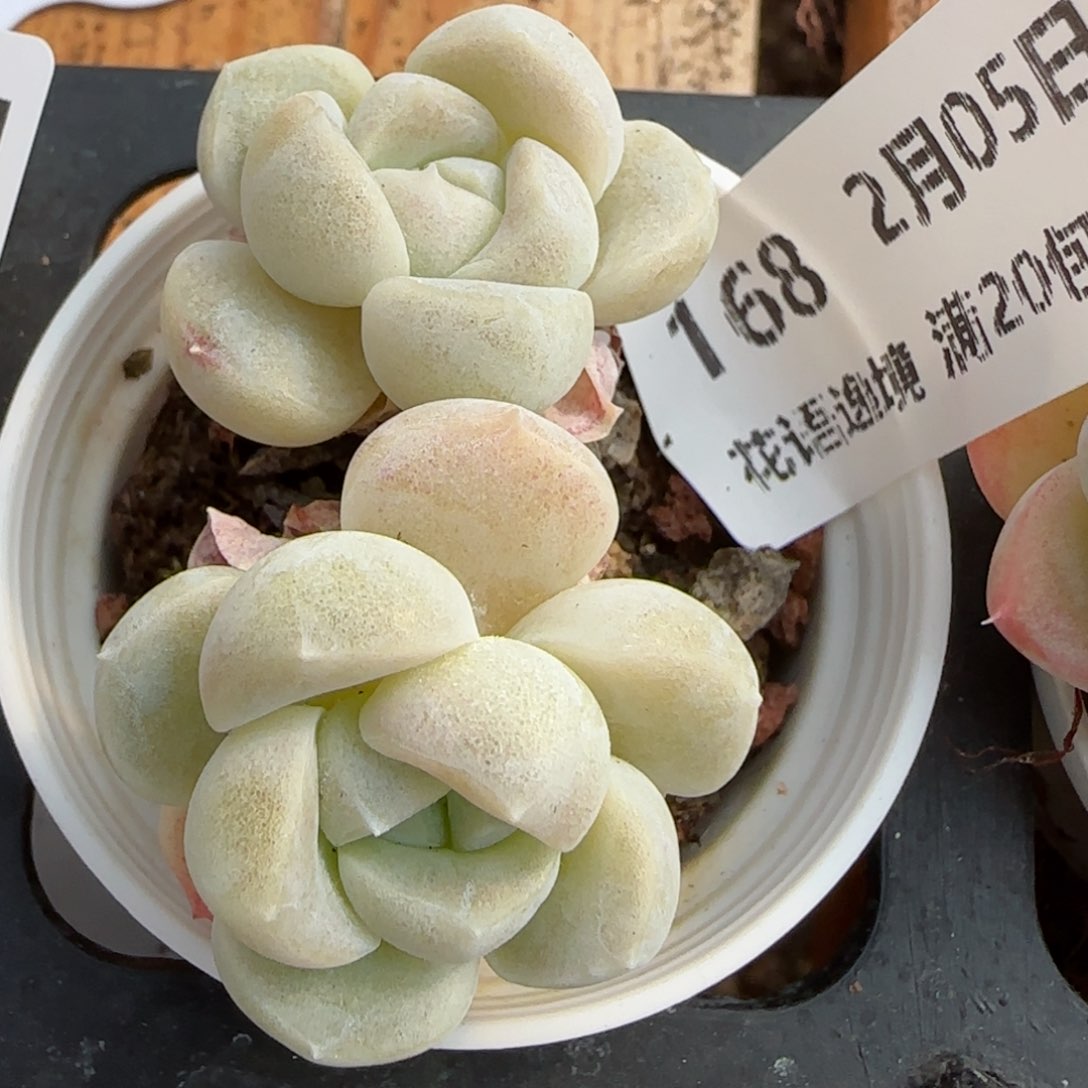 花语逸镜0205-168