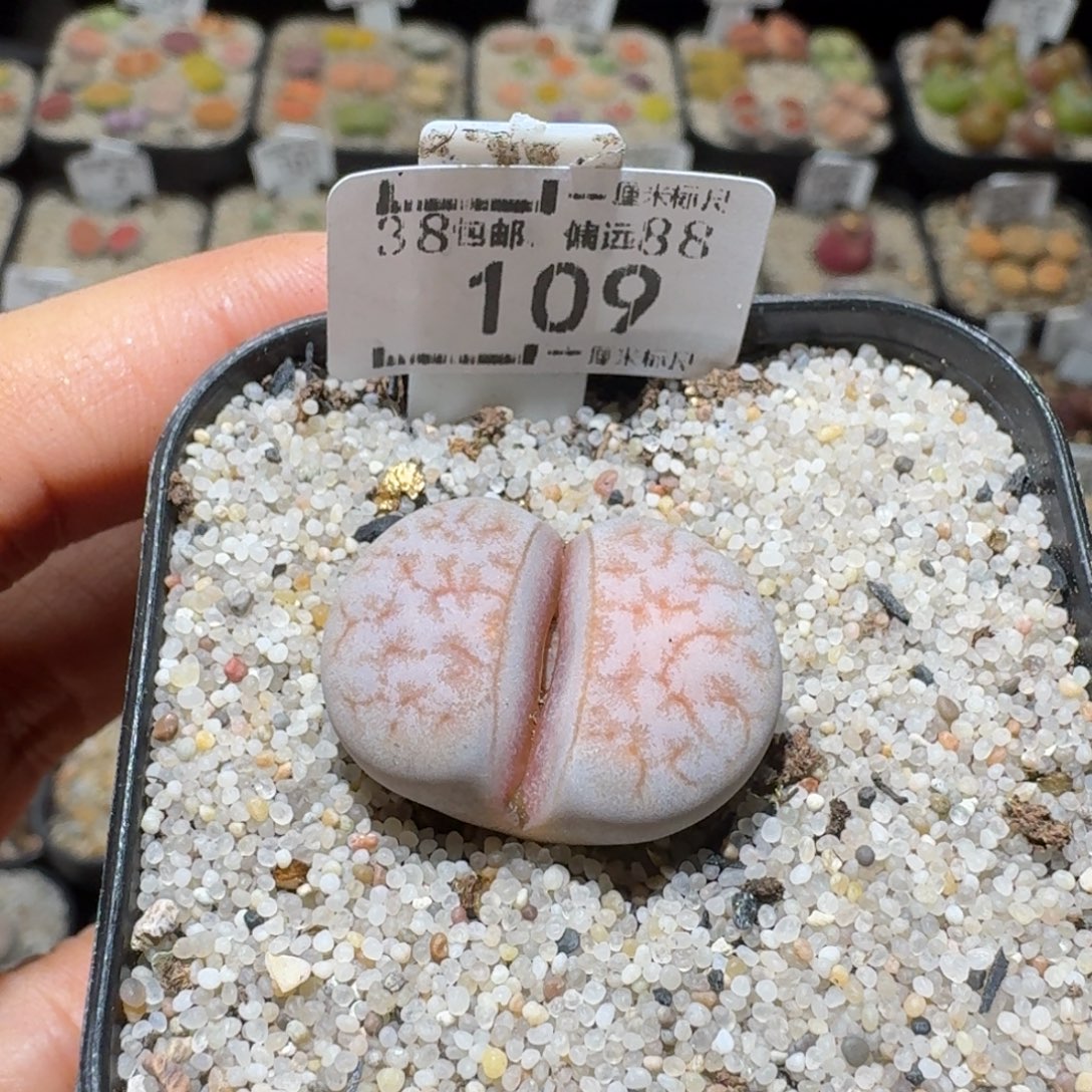 Sss精品也福利109