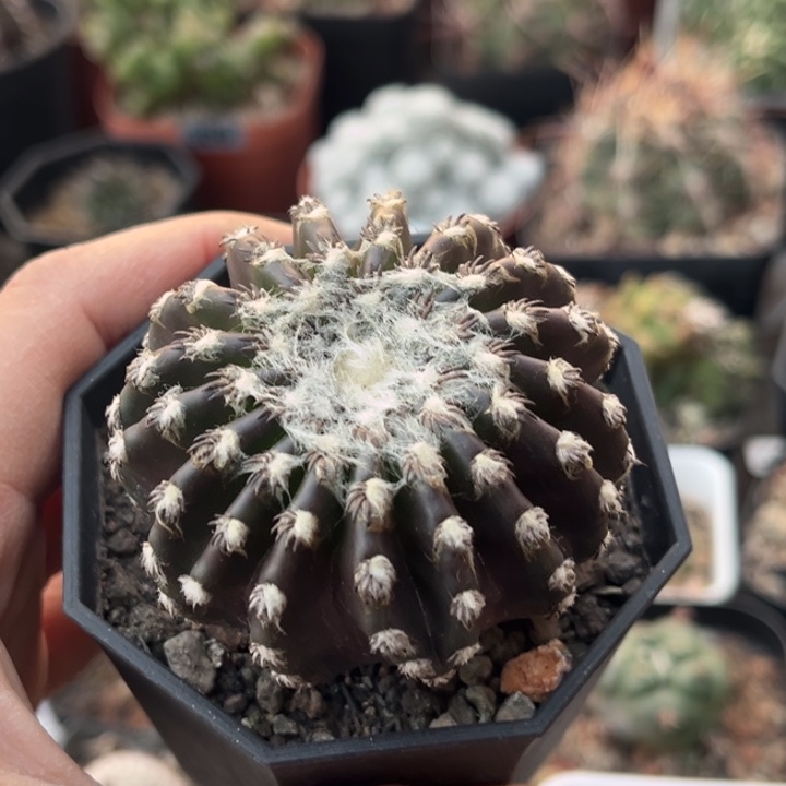 仙人球一物一拍实生