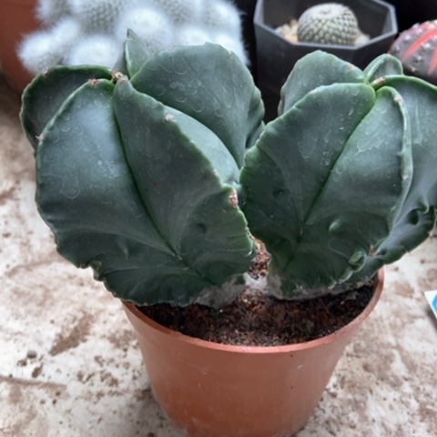 双头核桃五件仙人球15米仙人球