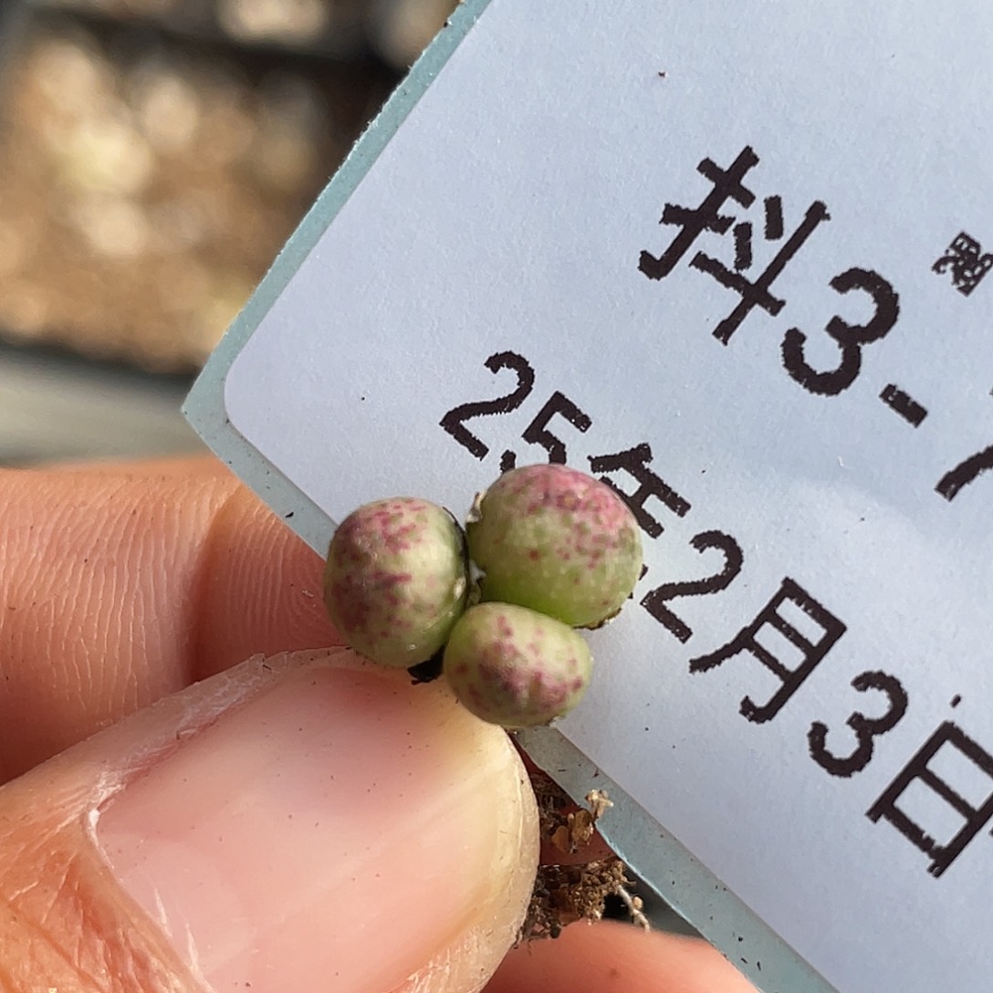 3-79斑马多肉植物