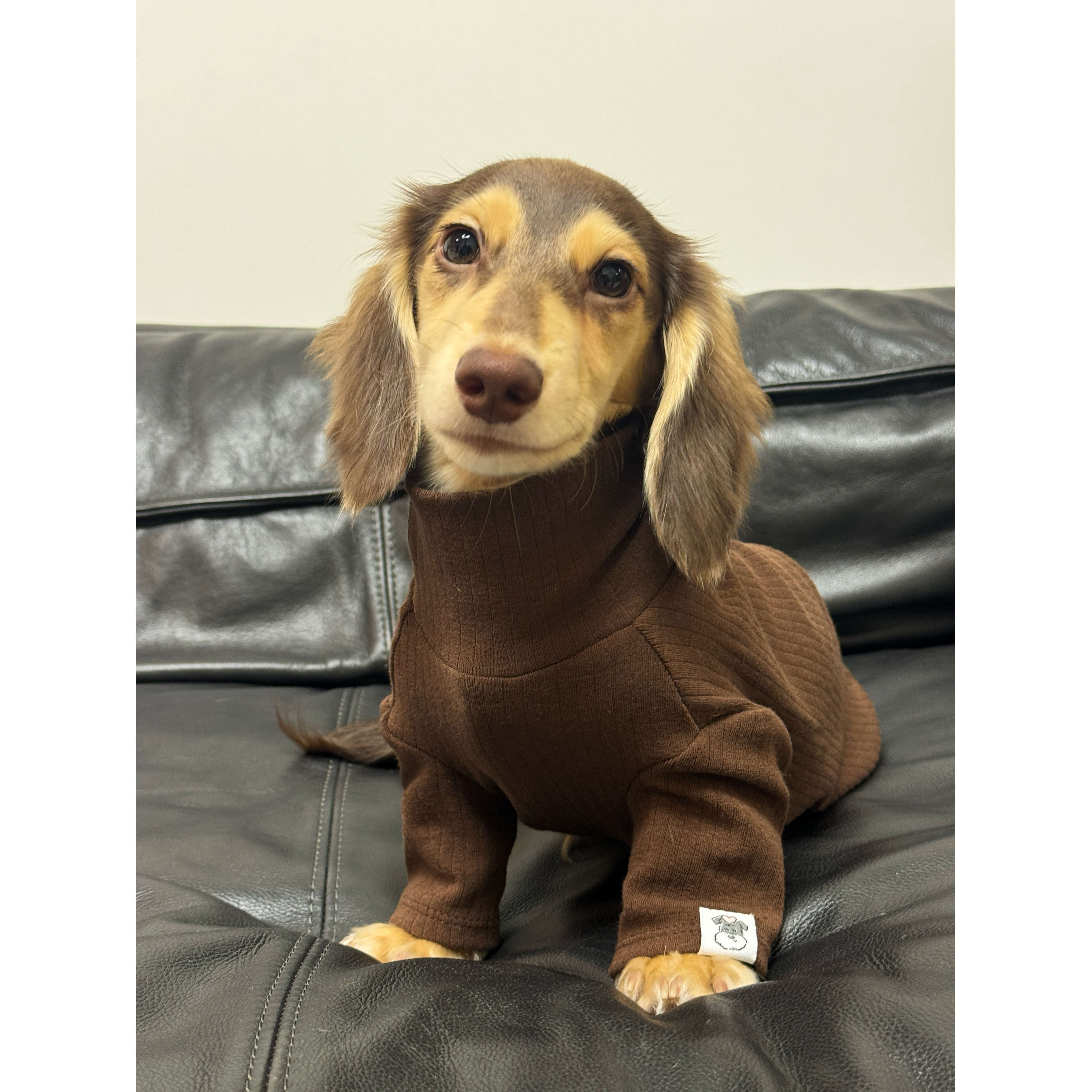 UTAQU/优它趣高领打底衫棉超弹泰迪比熊雪纳瑞西高地约克夏小型犬