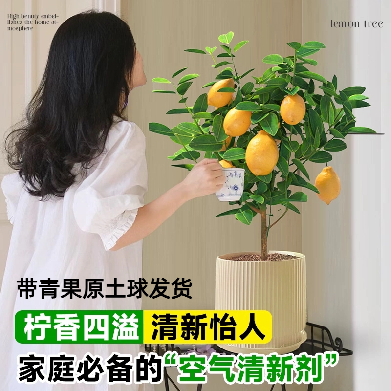 挂果香水柠檬盆栽80~100阳台种植四季好养可除甲醛