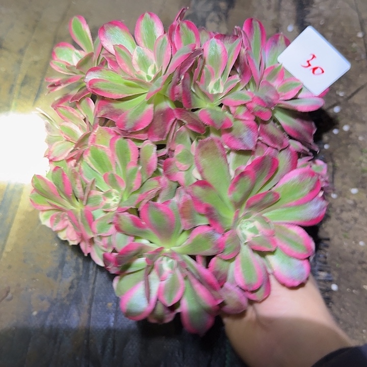 精品红女巫老桩亏本福利30