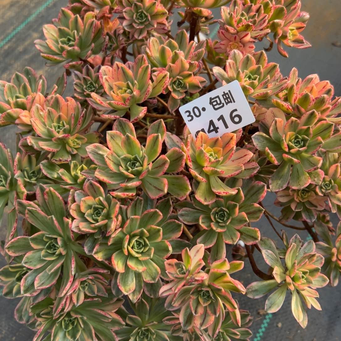 416甜茶多肉法师