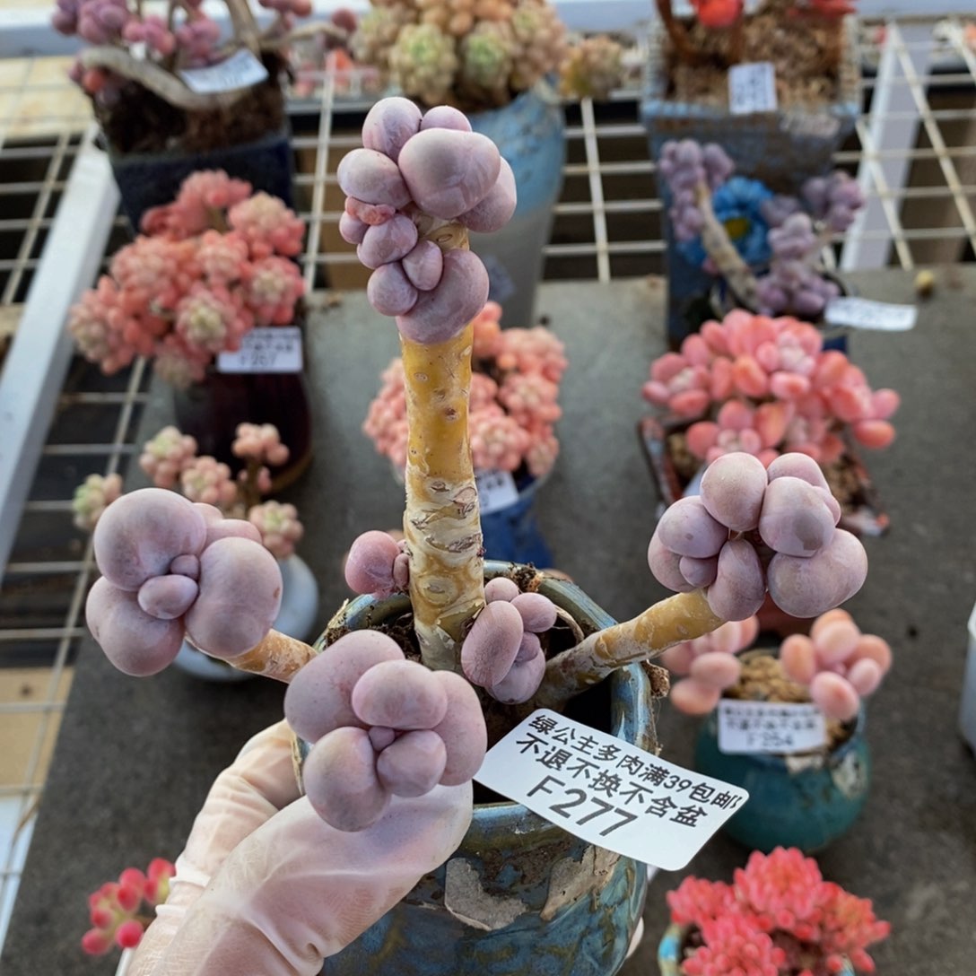 芭比奶酪277/8c m