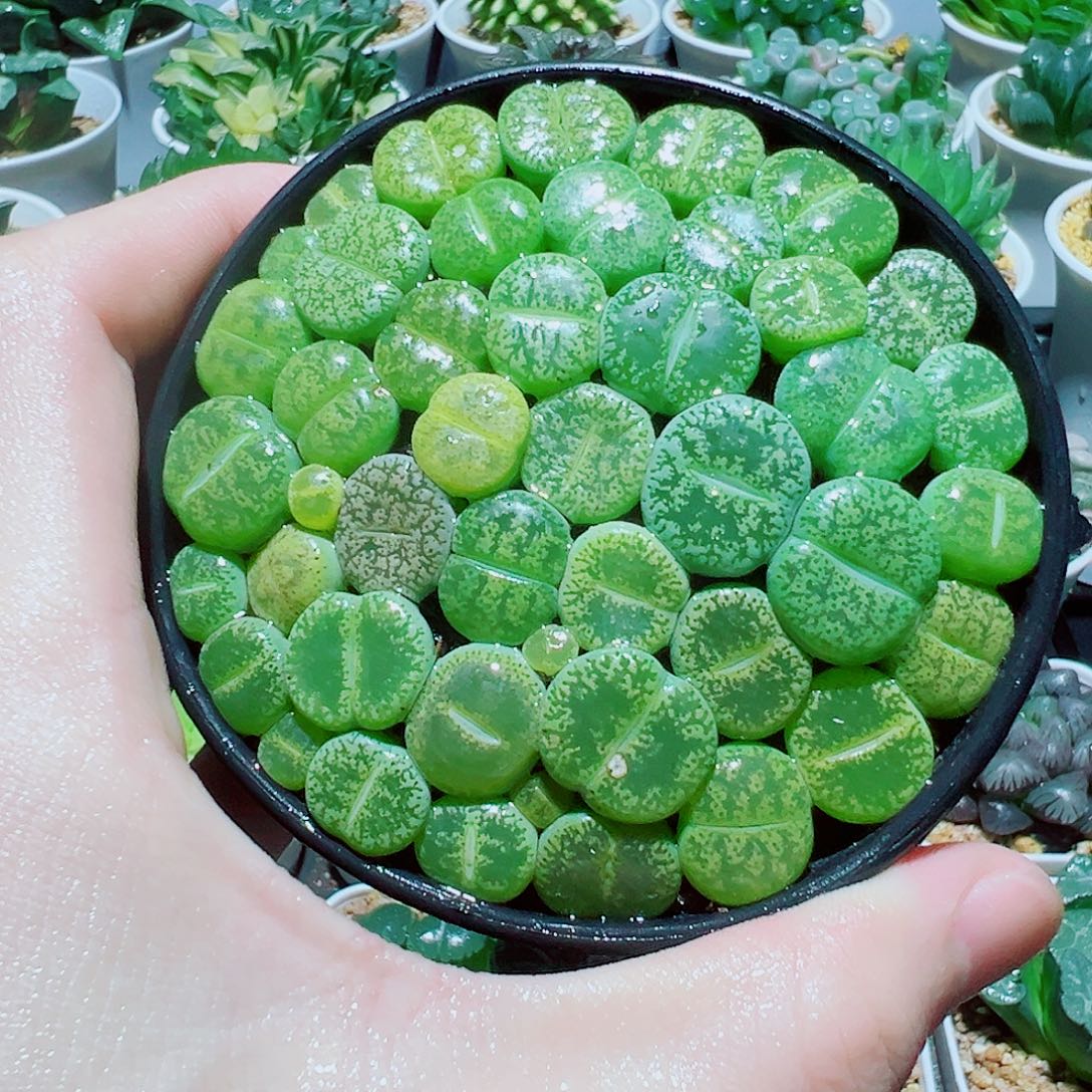 直播间，绿色生石花，16.8