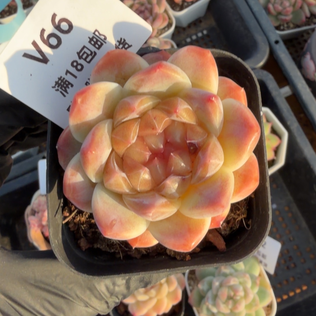 l***3东篱下多肉植物哈哈哈哈哈哈66