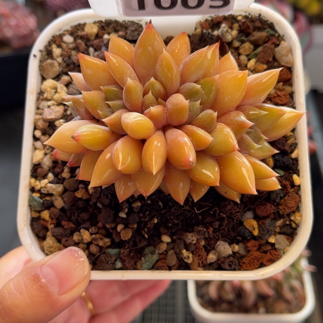 1005 天冷必拍保温箱